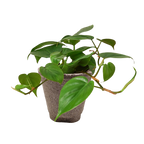 Philodendron Cordatum Heartleaf – view 15