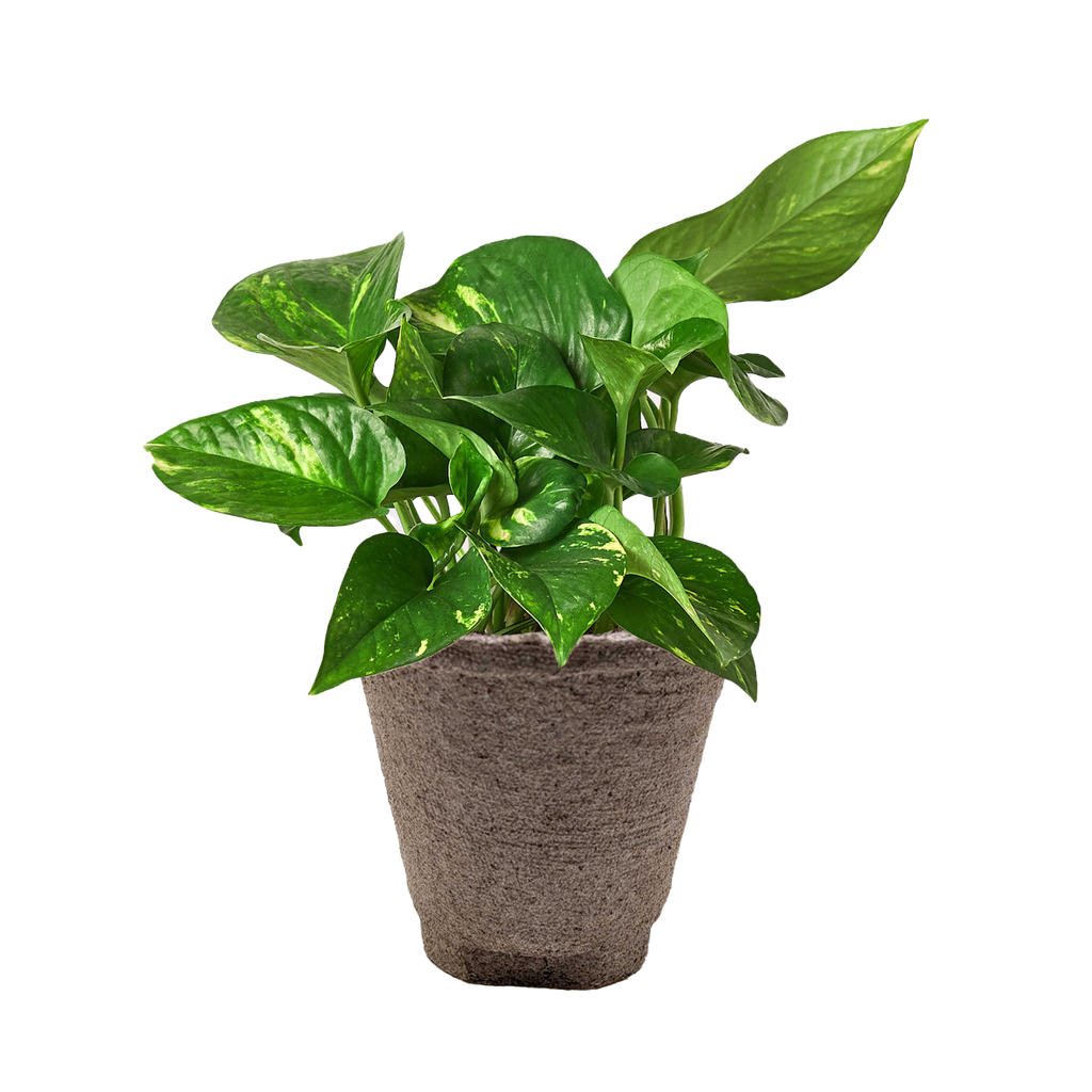 Pothos 'Golden' – view 13
