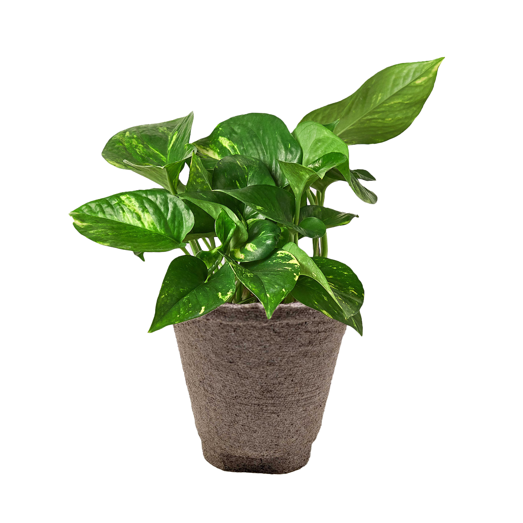 Pothos 'Golden' – view 13