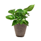 Pothos 'Golden' – view 13
