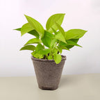 Pothos 'Neon' – view 9