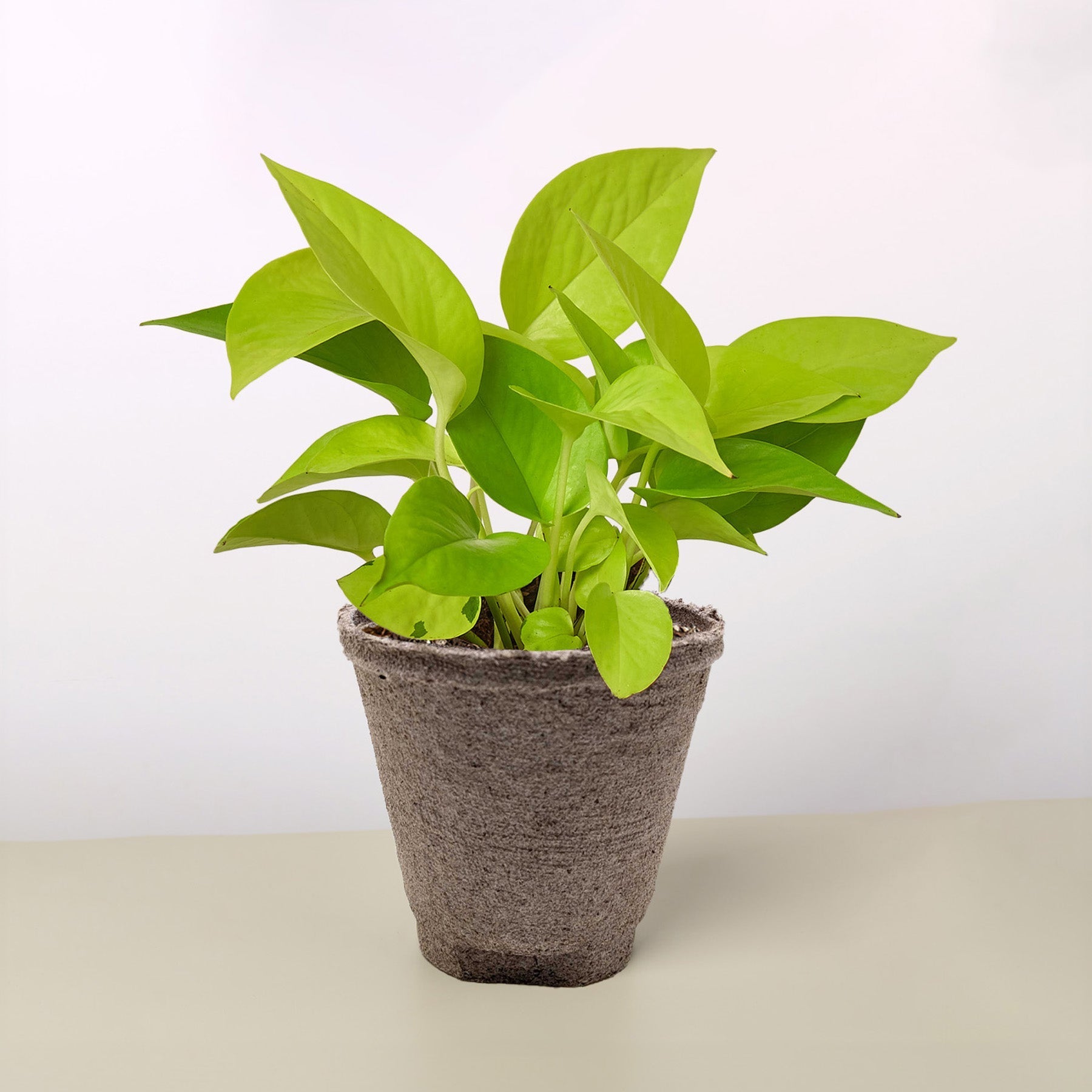 Pothos 'Neon' – view 9