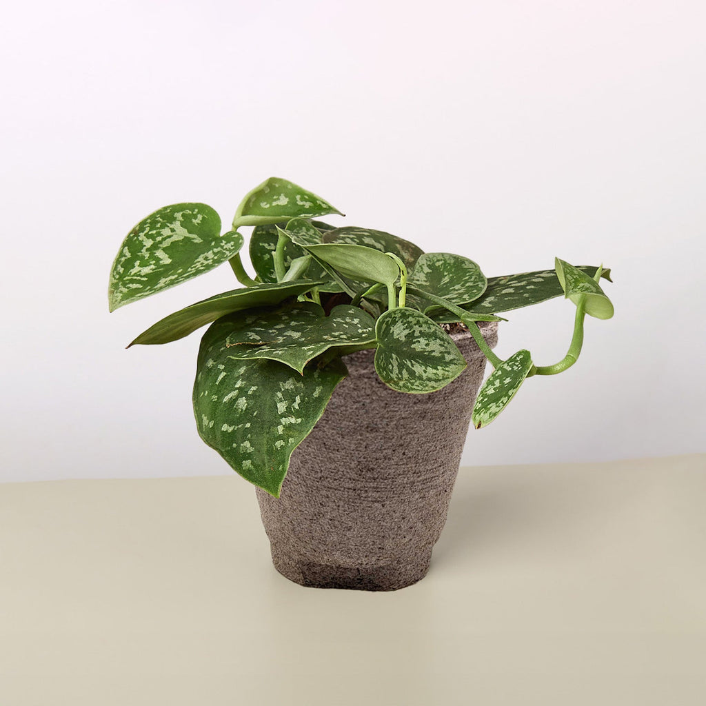 Pothos 'Satin' – view 12