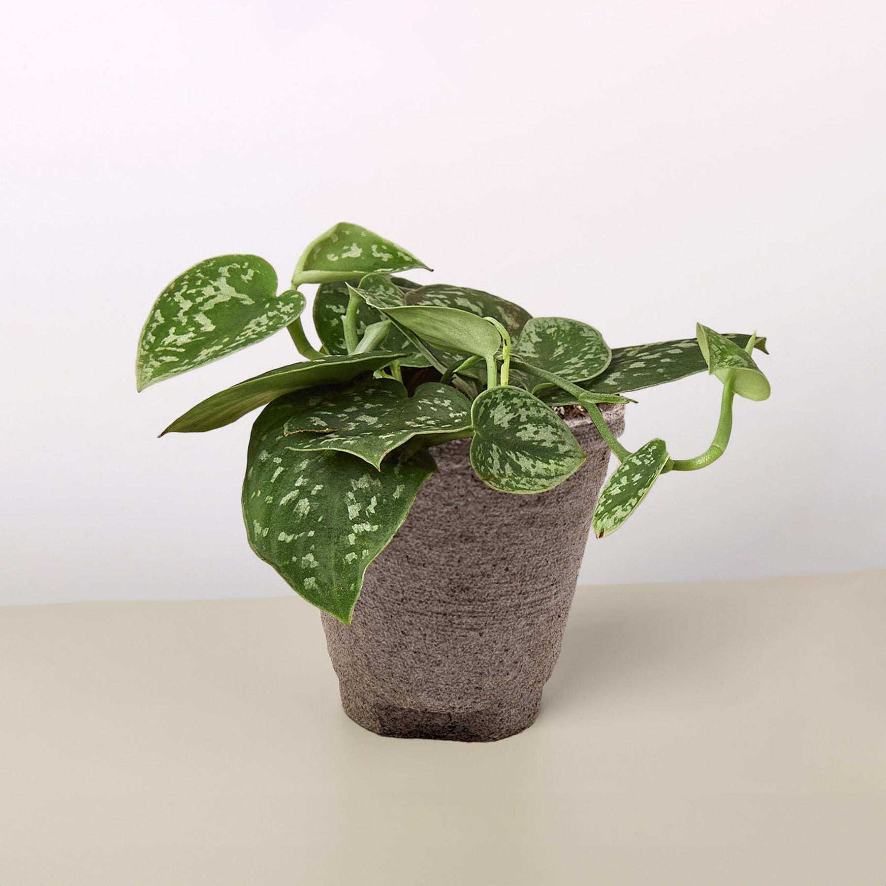 Pothos 'Satin' – view 12
