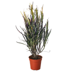 Croton 'Picasso'