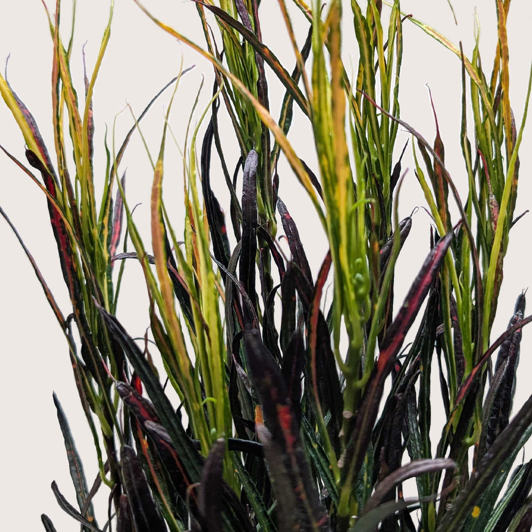 Croton 'Picasso' – view 2