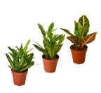 3 Croton Variety Pack - 4” Pots