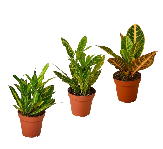 3 Croton Variety Pack - 4” Pots