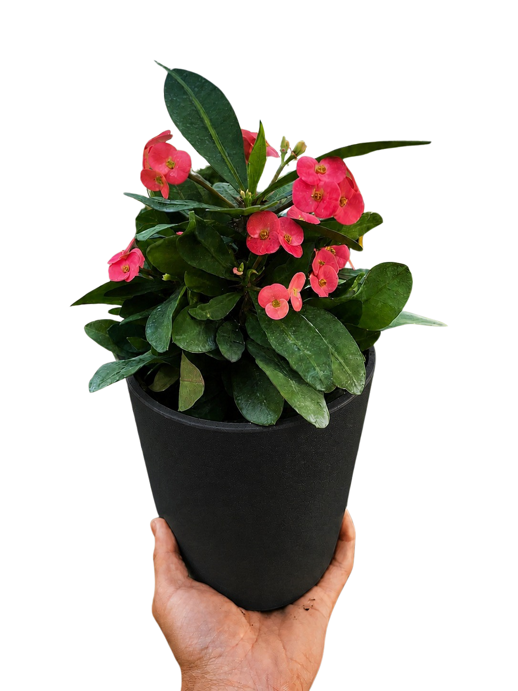 Crown of Thorns – view 10