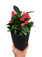 Crown of Thorns – view 10