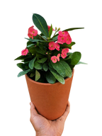 Crown of Thorns – view 8