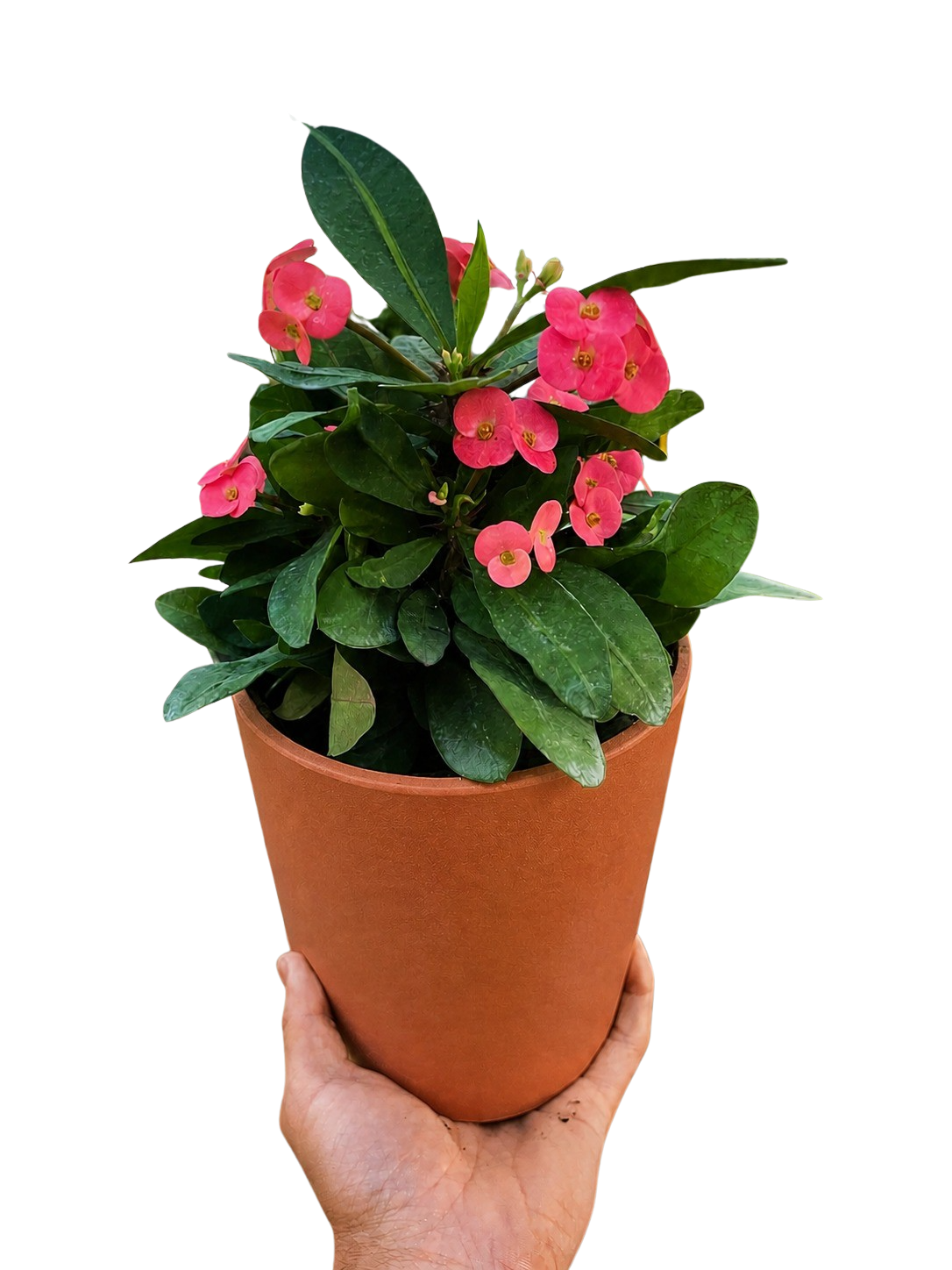 Crown of Thorns – view 8