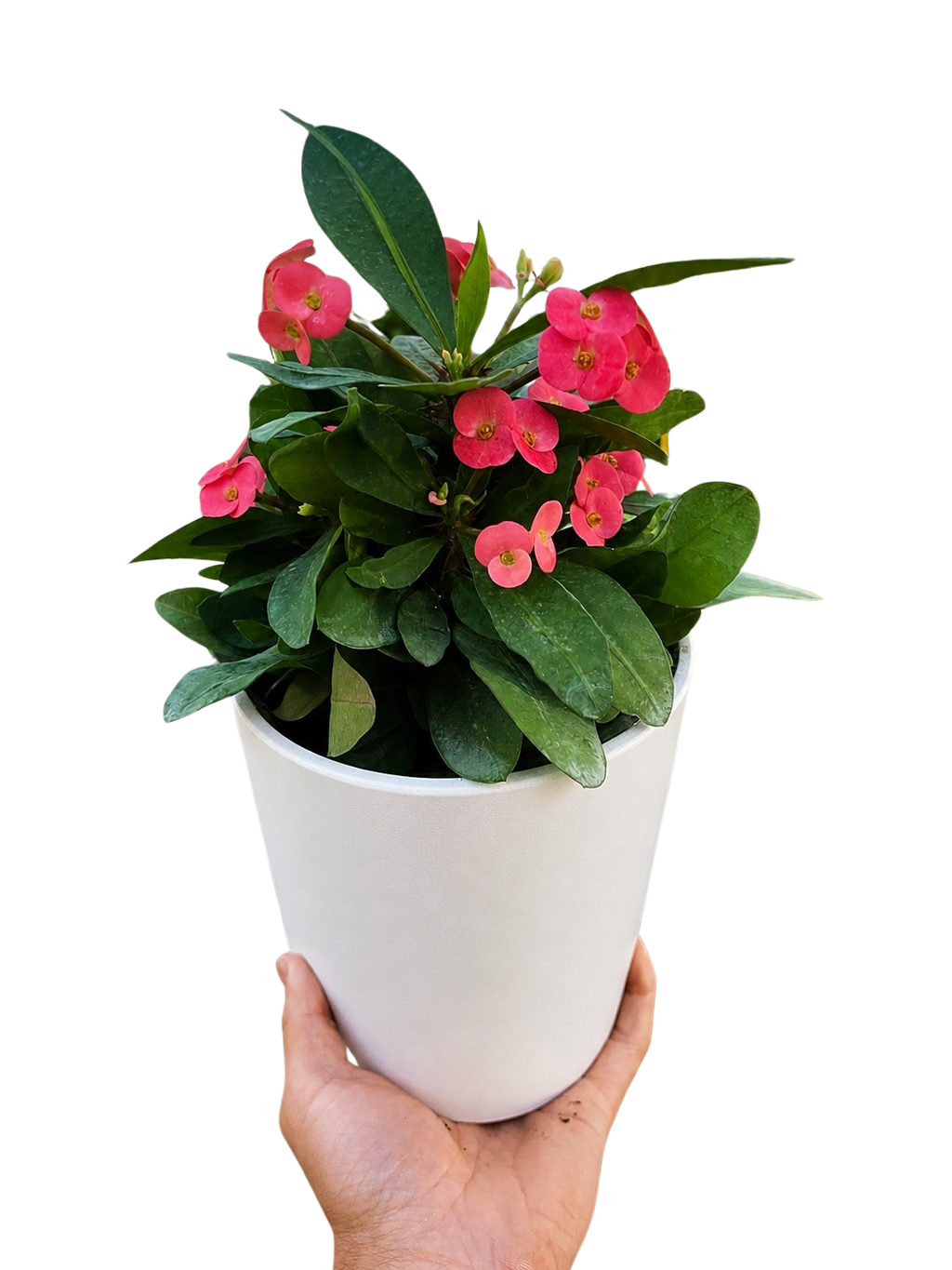 Crown of Thorns – view 9