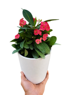 Crown of Thorns – view 9