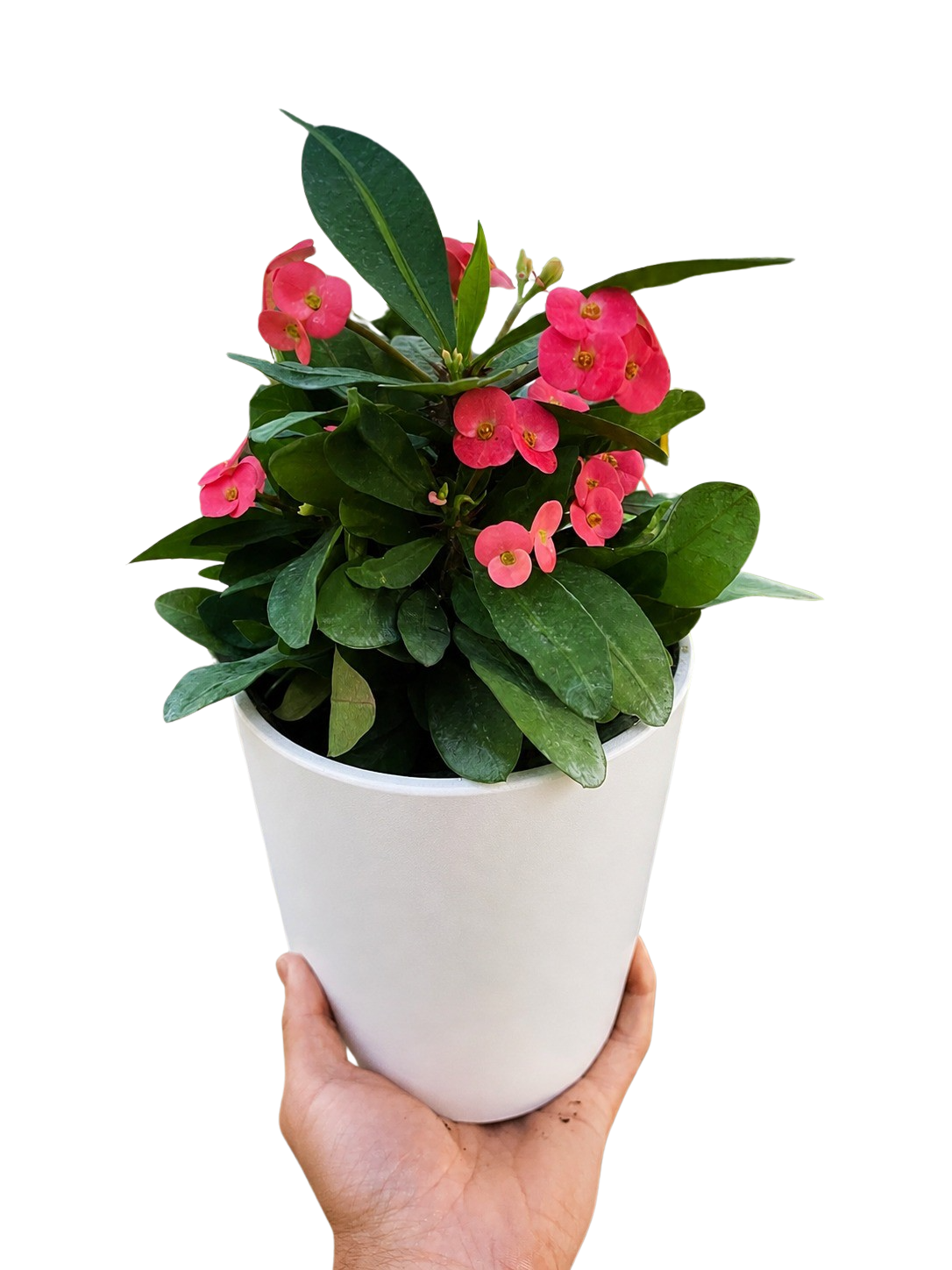 Crown of Thorns – view 9