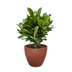 Crown of Thorns – view 13