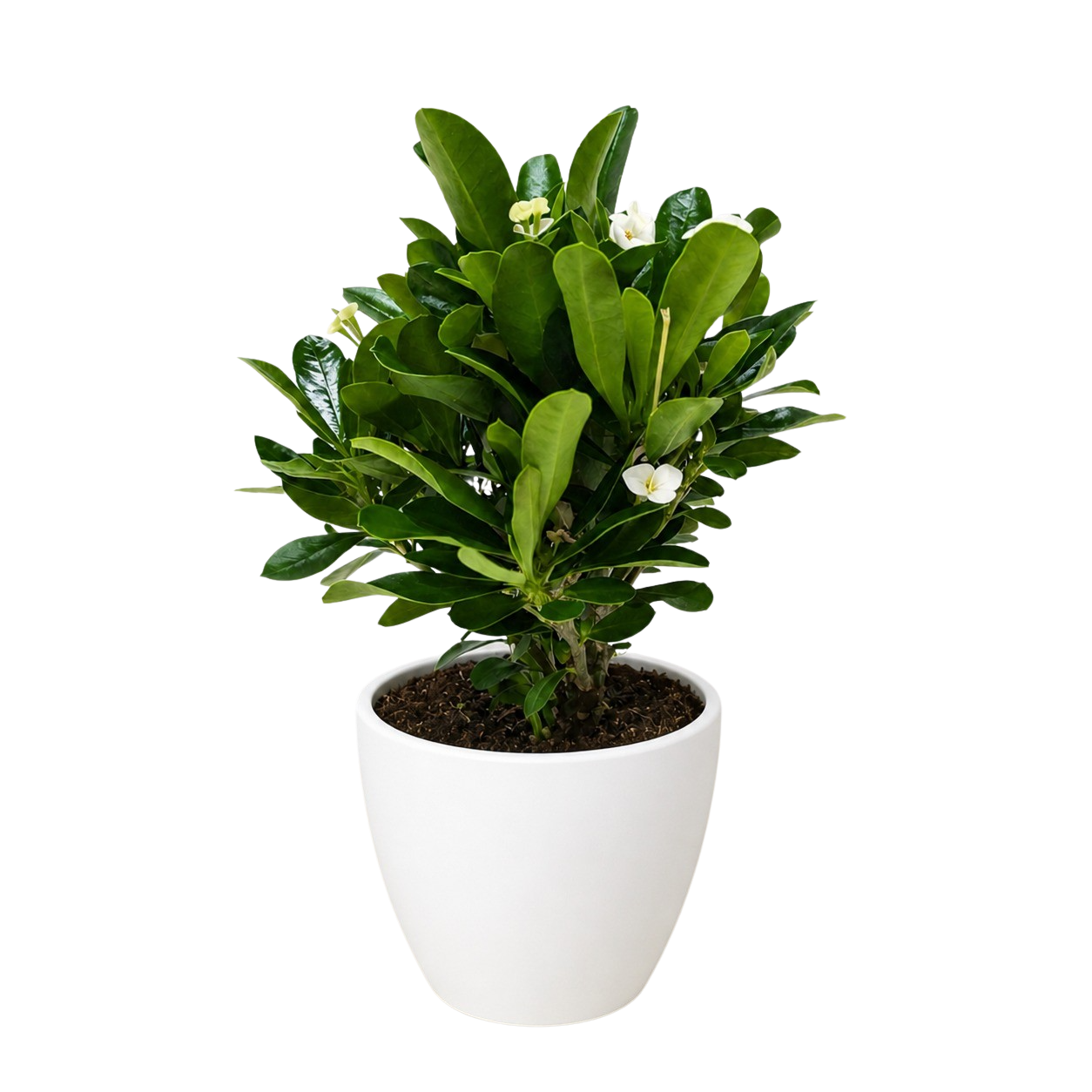 Crown of Thorns – view 11
