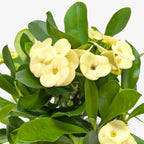 Crown of Thorns – view 2