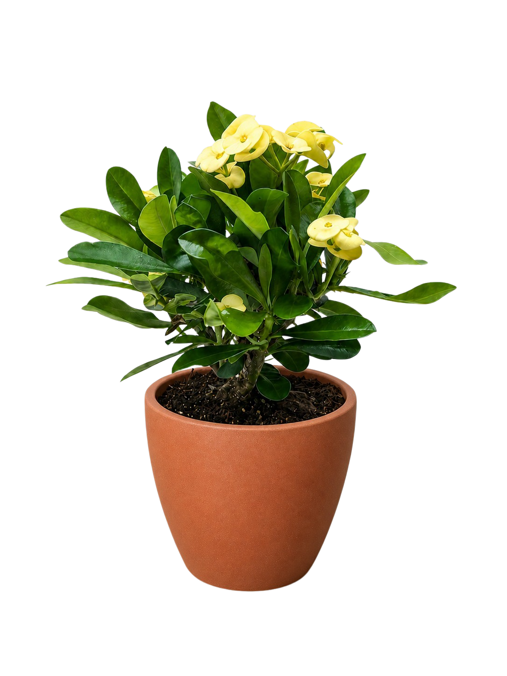 Crown of Thorns – view 15