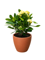 Crown of Thorns – view 15