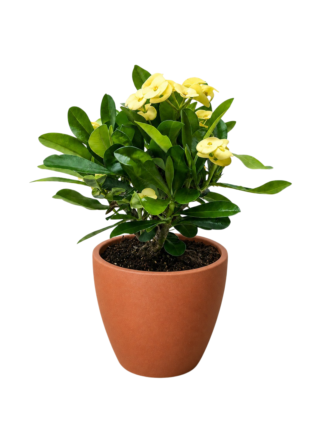 Crown of Thorns – view 15