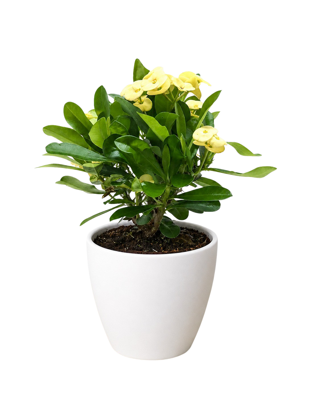 Crown of Thorns – view 14