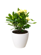 Crown of Thorns – view 14