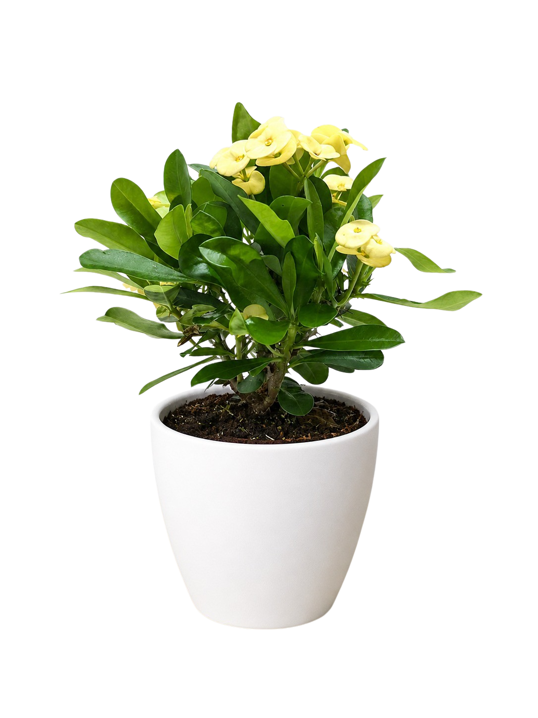 Crown of Thorns – view 14