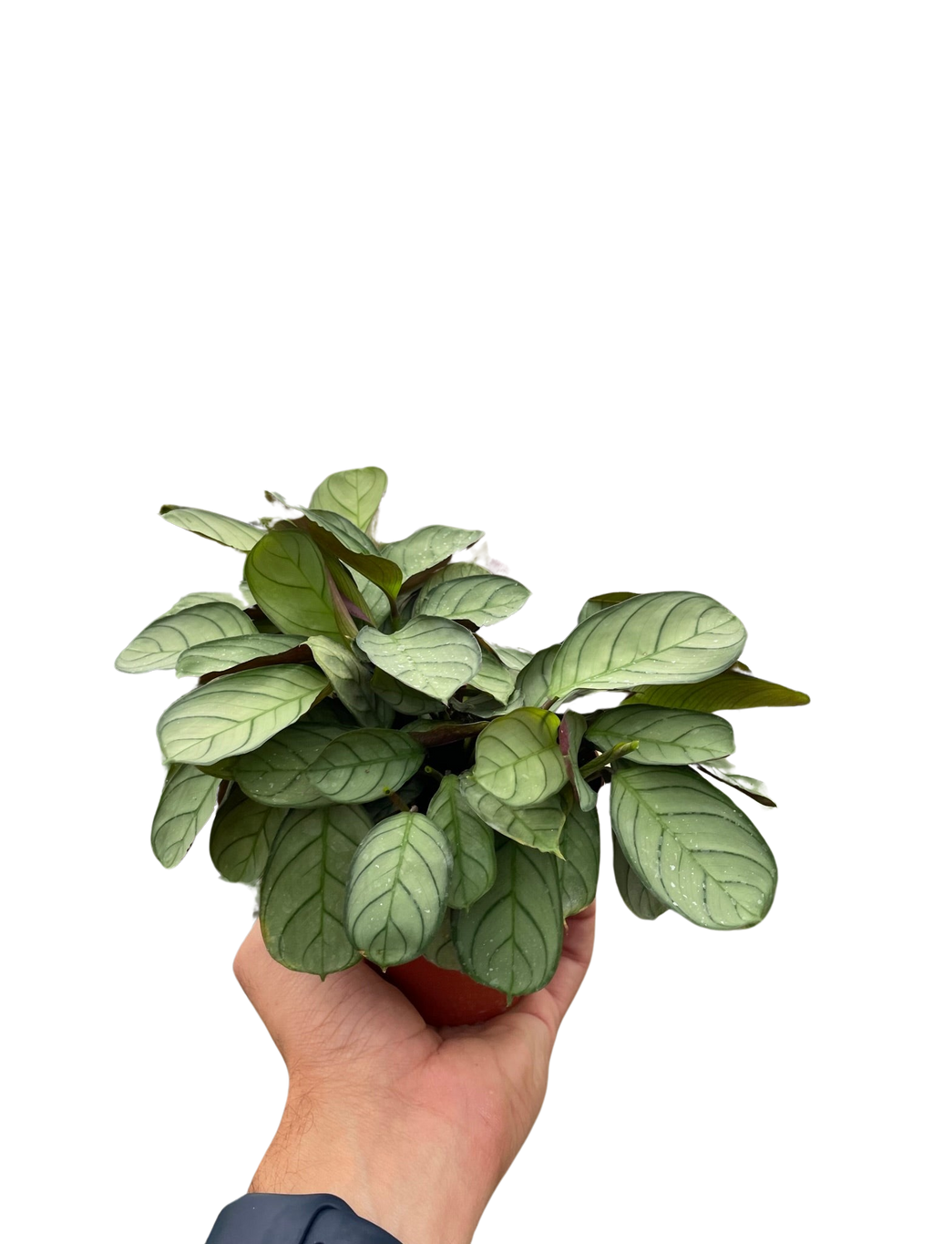 Ctenanthe burle-marxii 'Amagris' – view 3