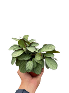 Ctenanthe burle-marxii 'Amagris' – view 3