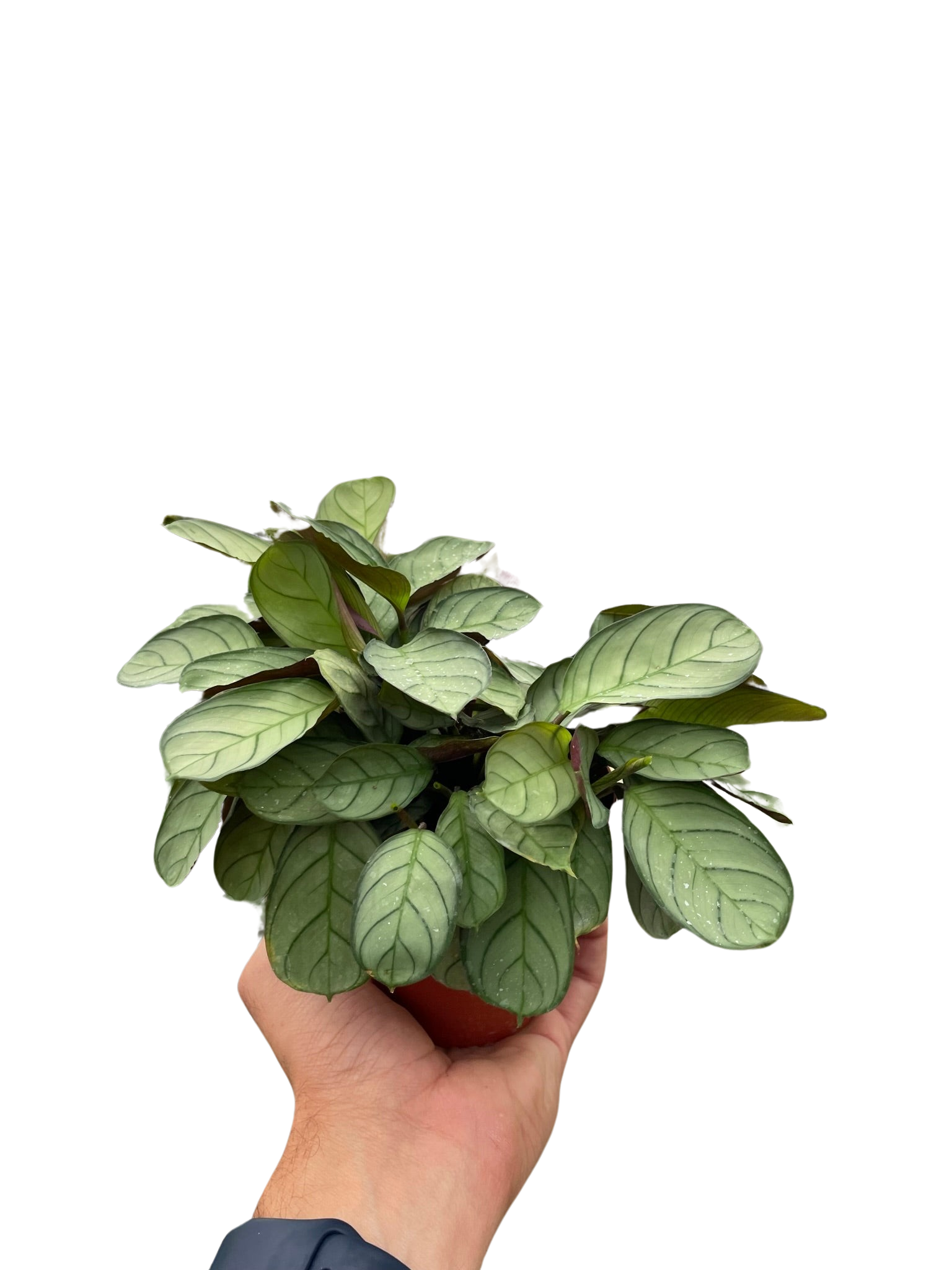 Ctenanthe burle-marxii 'Amagris' – view 3
