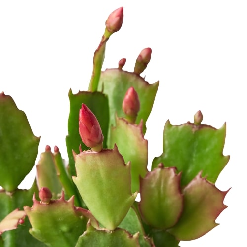 Zygocactus 'Christmas Cactus' – view 2