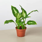Dieffenbachia Camille – view 9