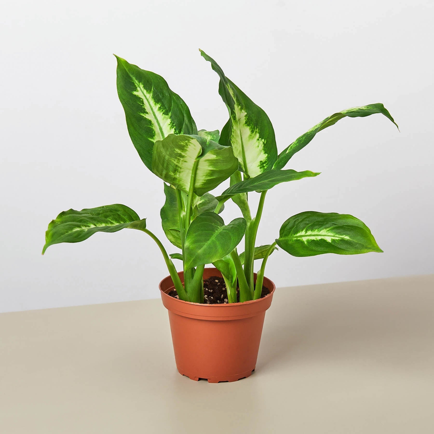Dieffenbachia Camille – view 9