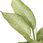 Dieffenbachia 'Camouflage' – view 4