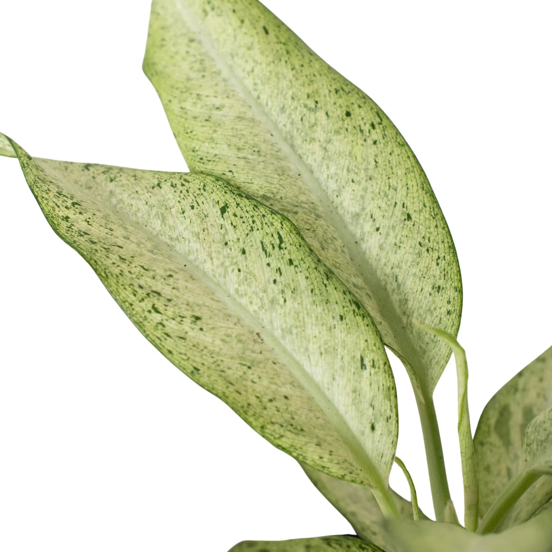 Dieffenbachia 'Camouflage' – view 4