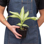 Dieffenbachia 'Camouflage' – view 5