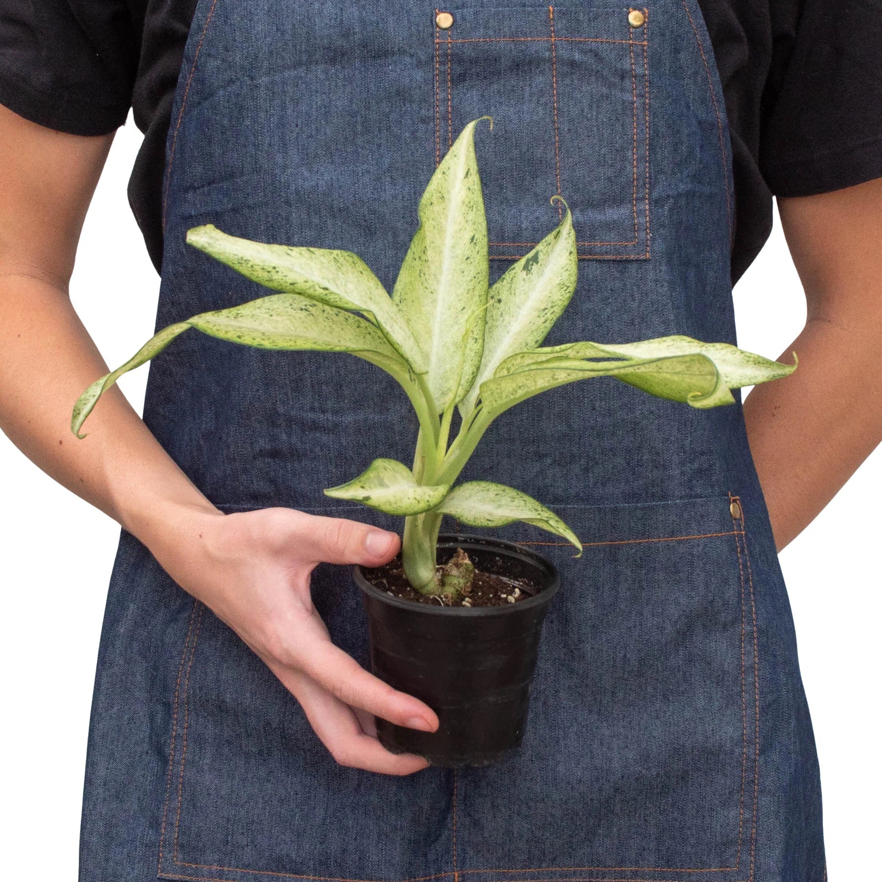 Dieffenbachia 'Camouflage' – view 5