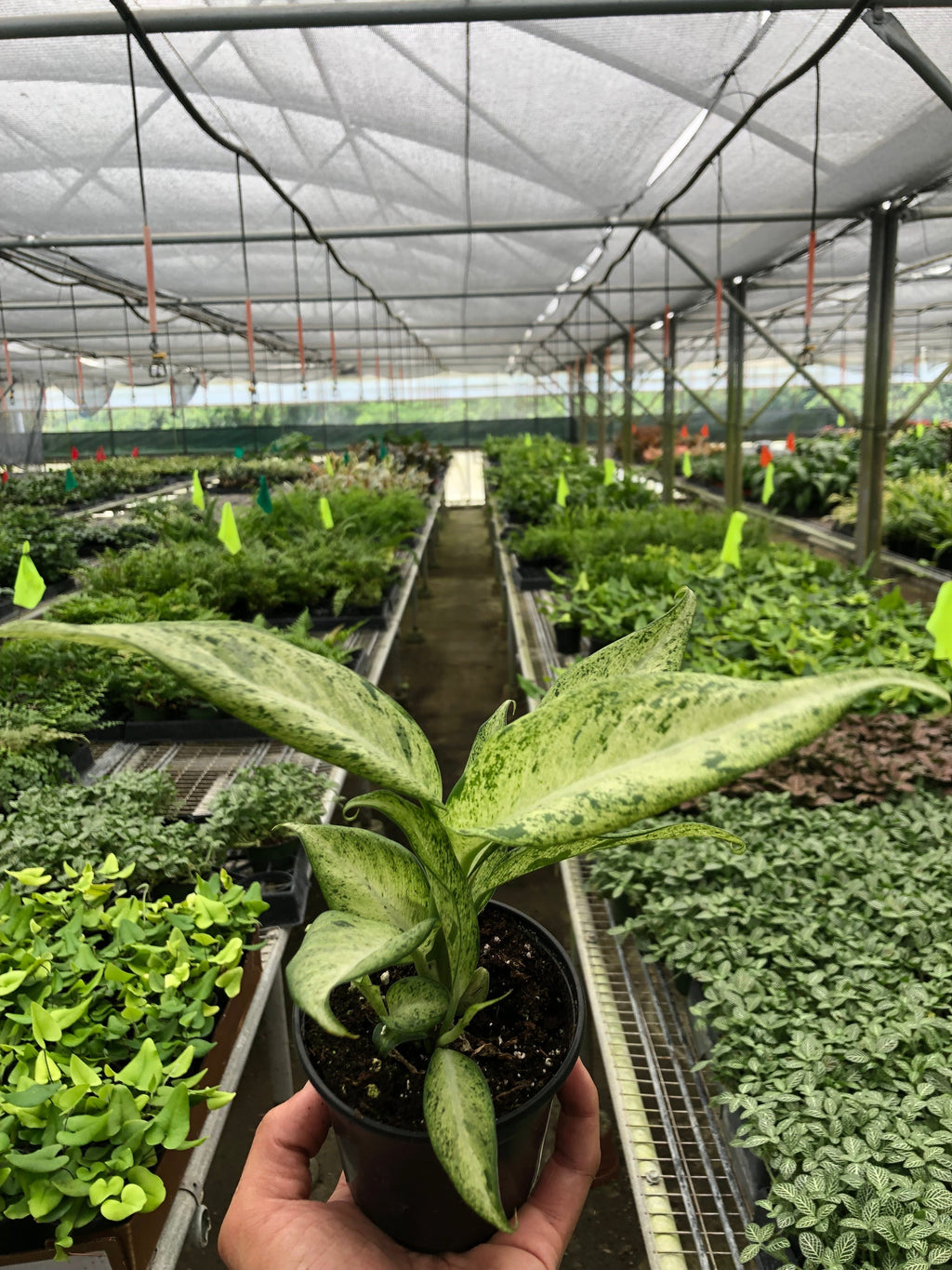 Dieffenbachia 'Camouflage' – view 6