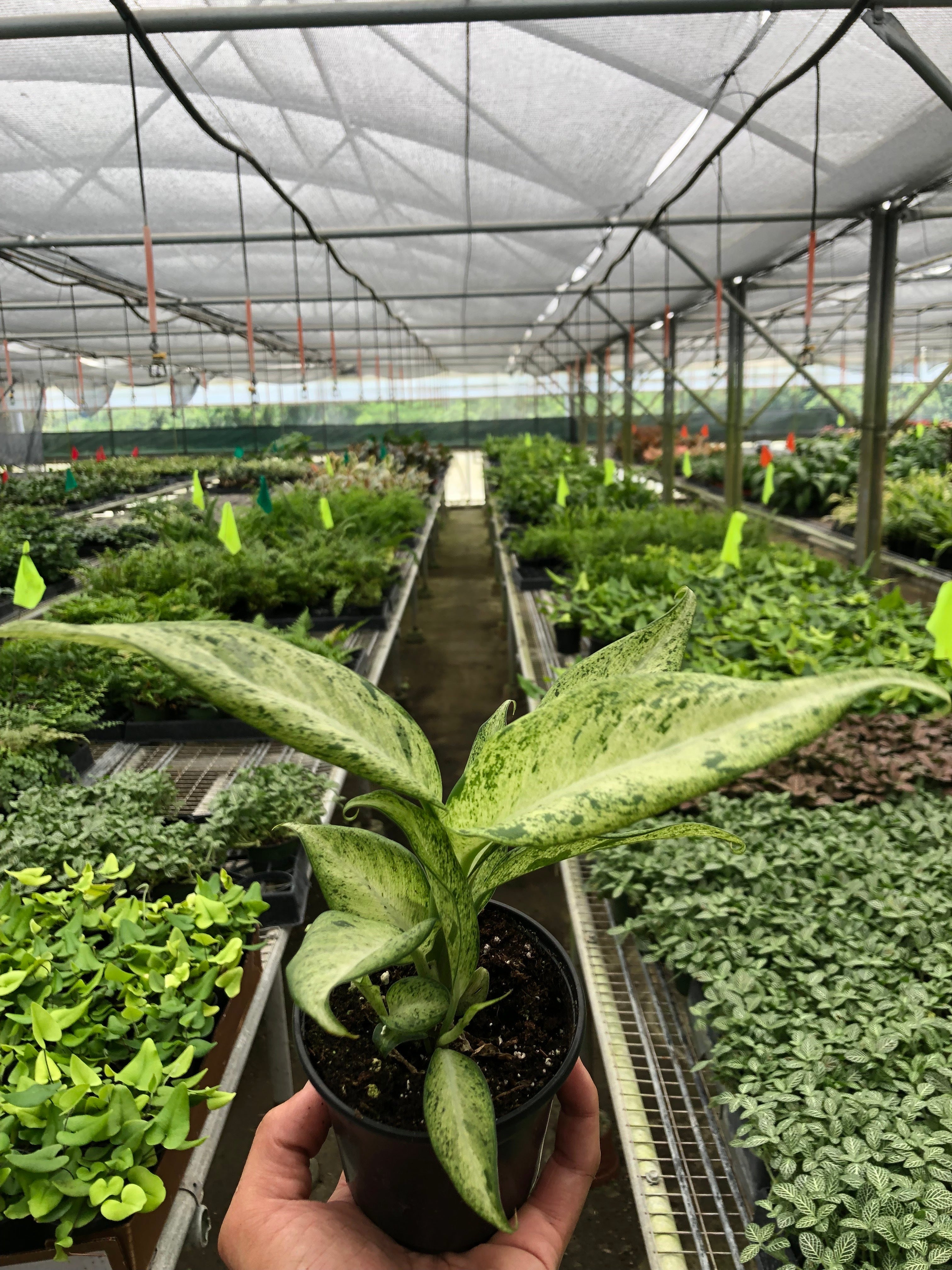 Dieffenbachia 'Camouflage' – view 6