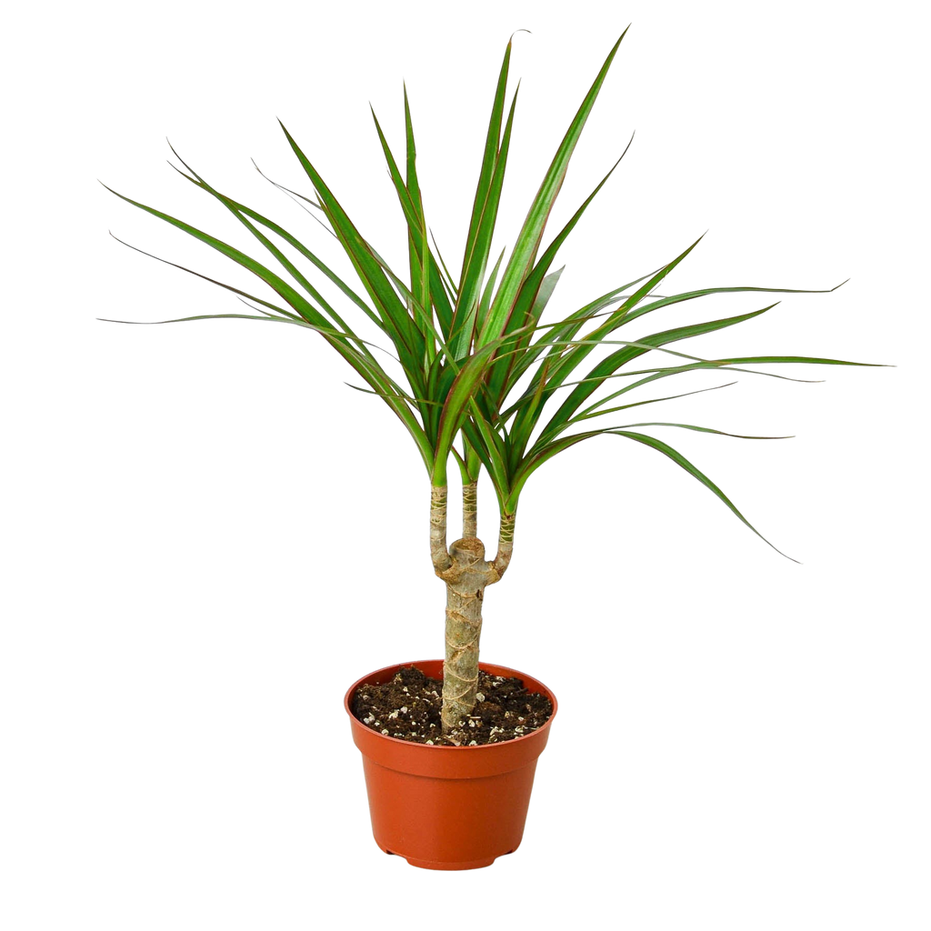 Dracaena 'Marginata Cane'