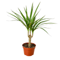 Dracaena 'Marginata Cane'
