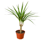 Dracaena 'Marginata Cane'