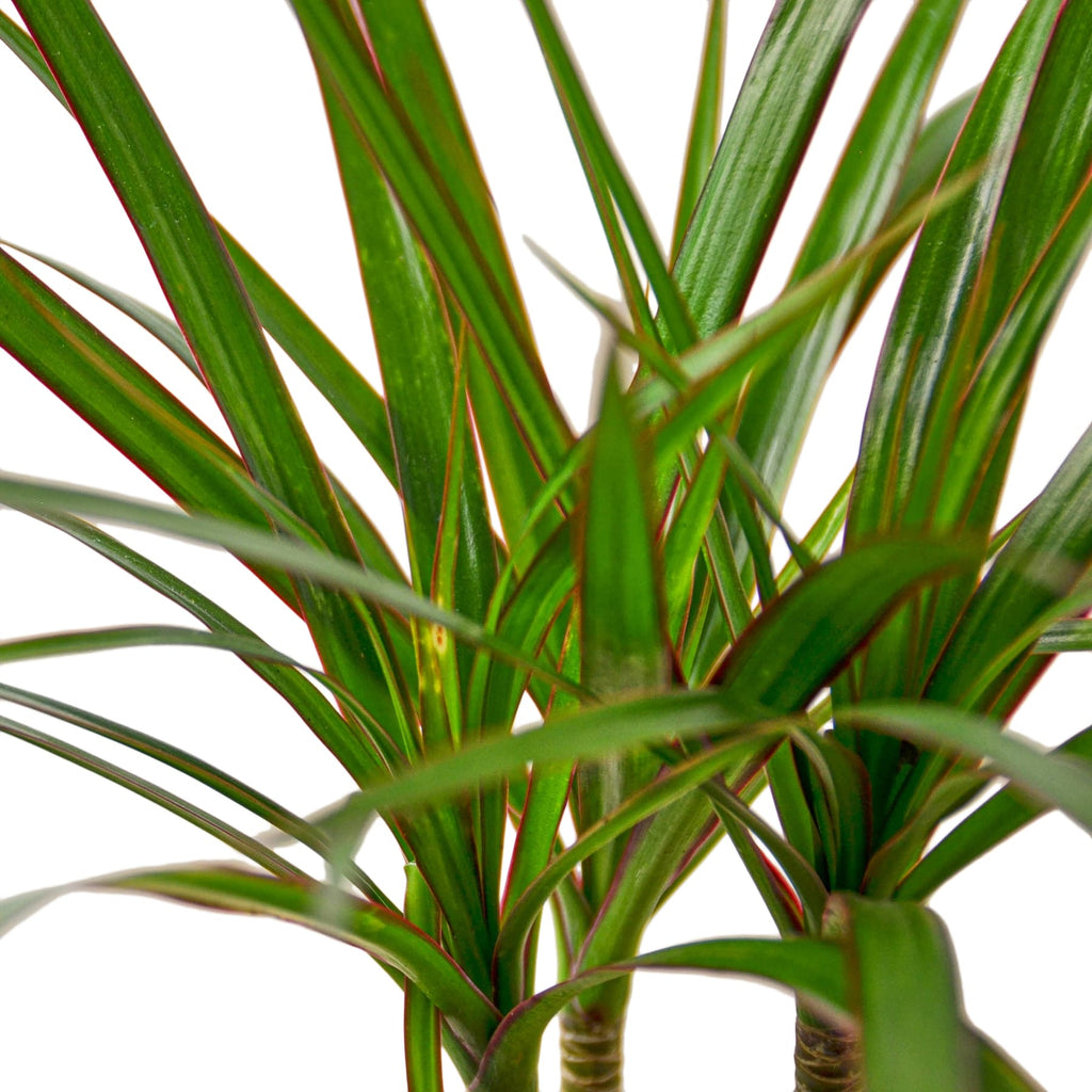 Dracaena Marginata Cane – view 2