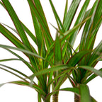 Dracaena Marginata Cane – view 2