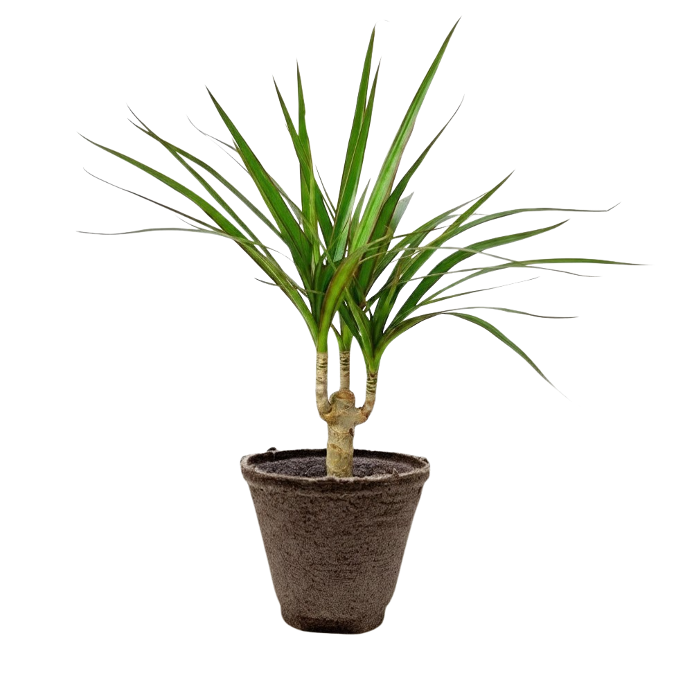 Dracaena 'Marginata Cane' – view 12