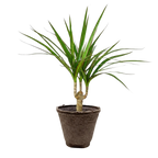 Dracaena 'Marginata Cane' – view 12