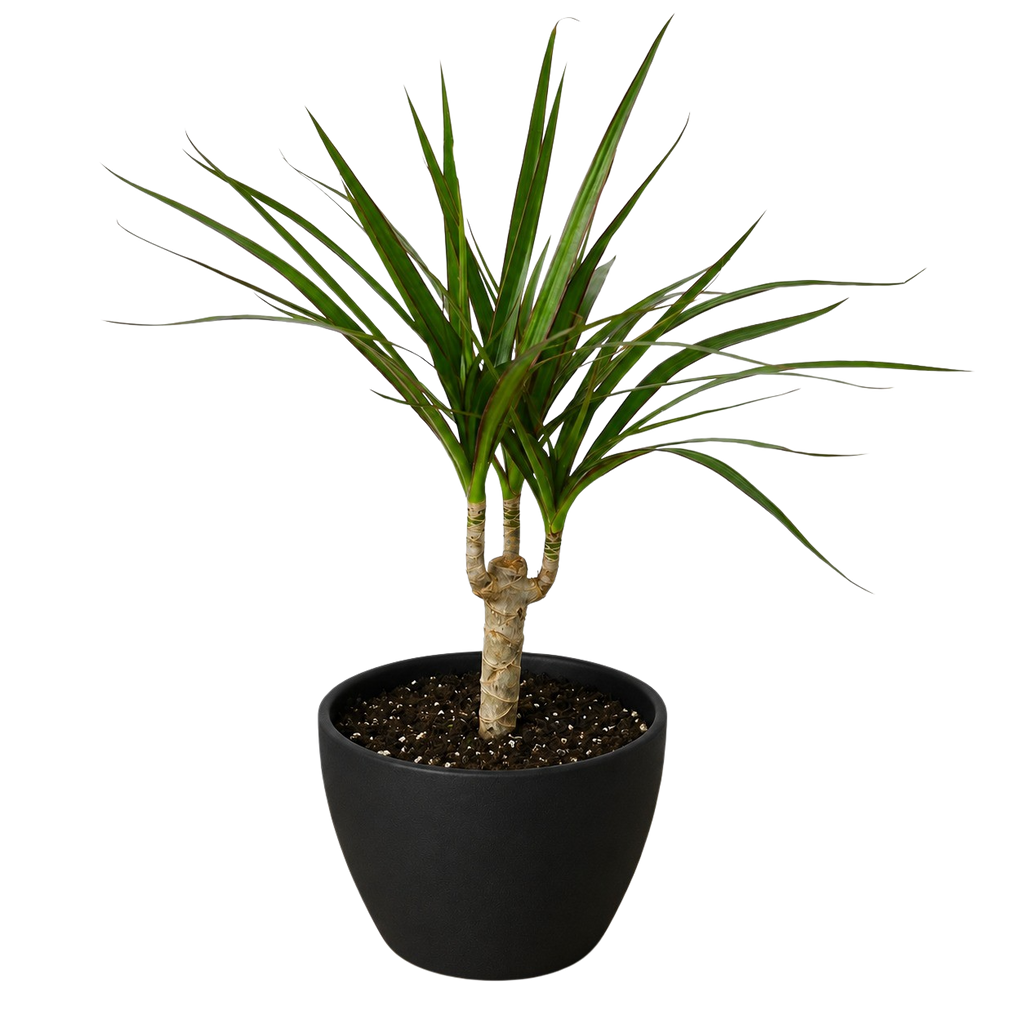 Dracaena 'Marginata Cane' – view 10