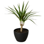 Dracaena 'Marginata Cane' – view 10