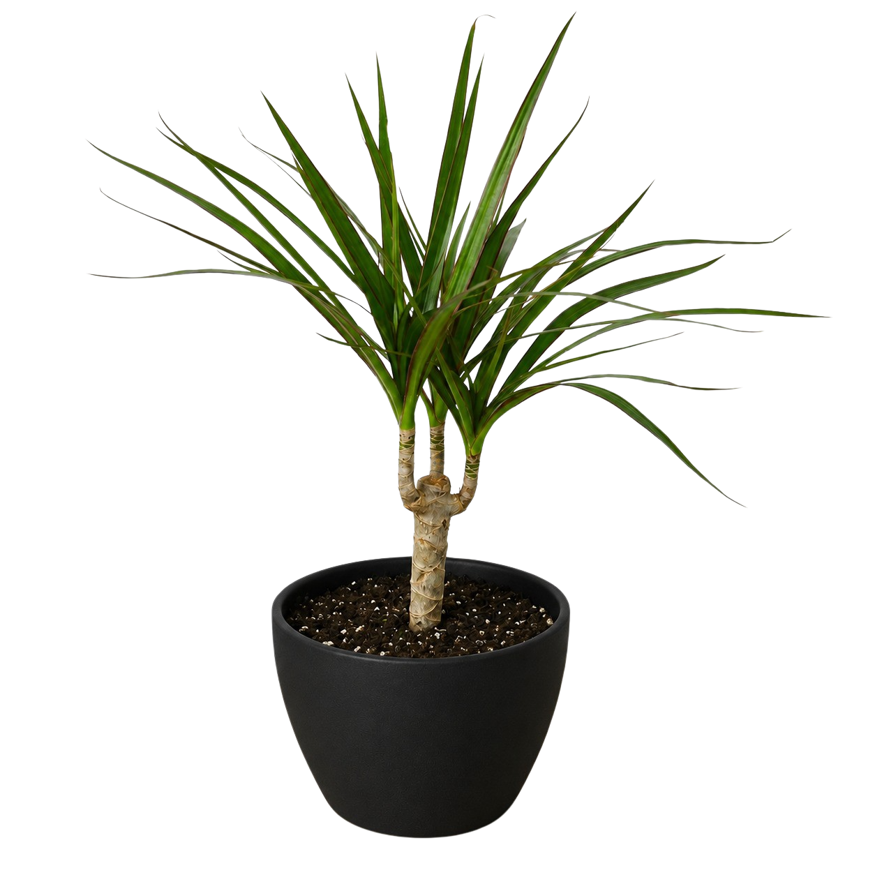 Dracaena 'Marginata Cane' – view 10